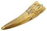 Fossil Spinosaurus Tooth - Real Dinosaur Tooth #362912-1